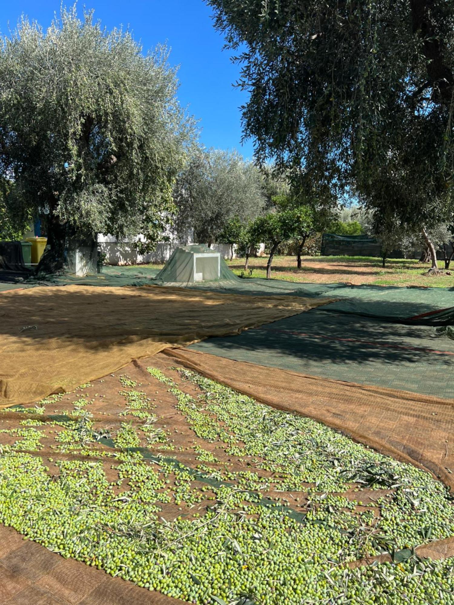 Le Case Di Chri Mattinata Bagian luar foto